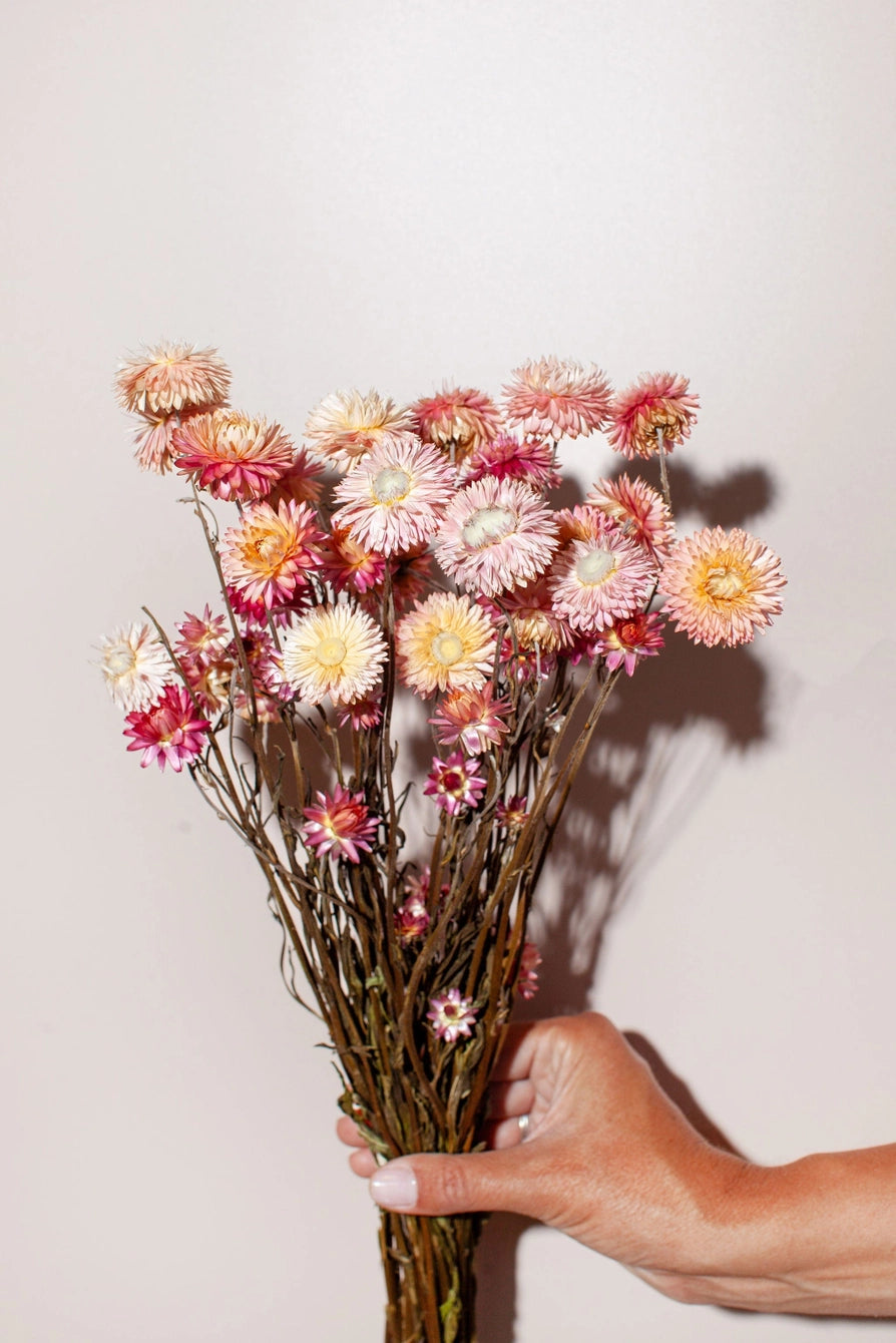 Pink Strawflower